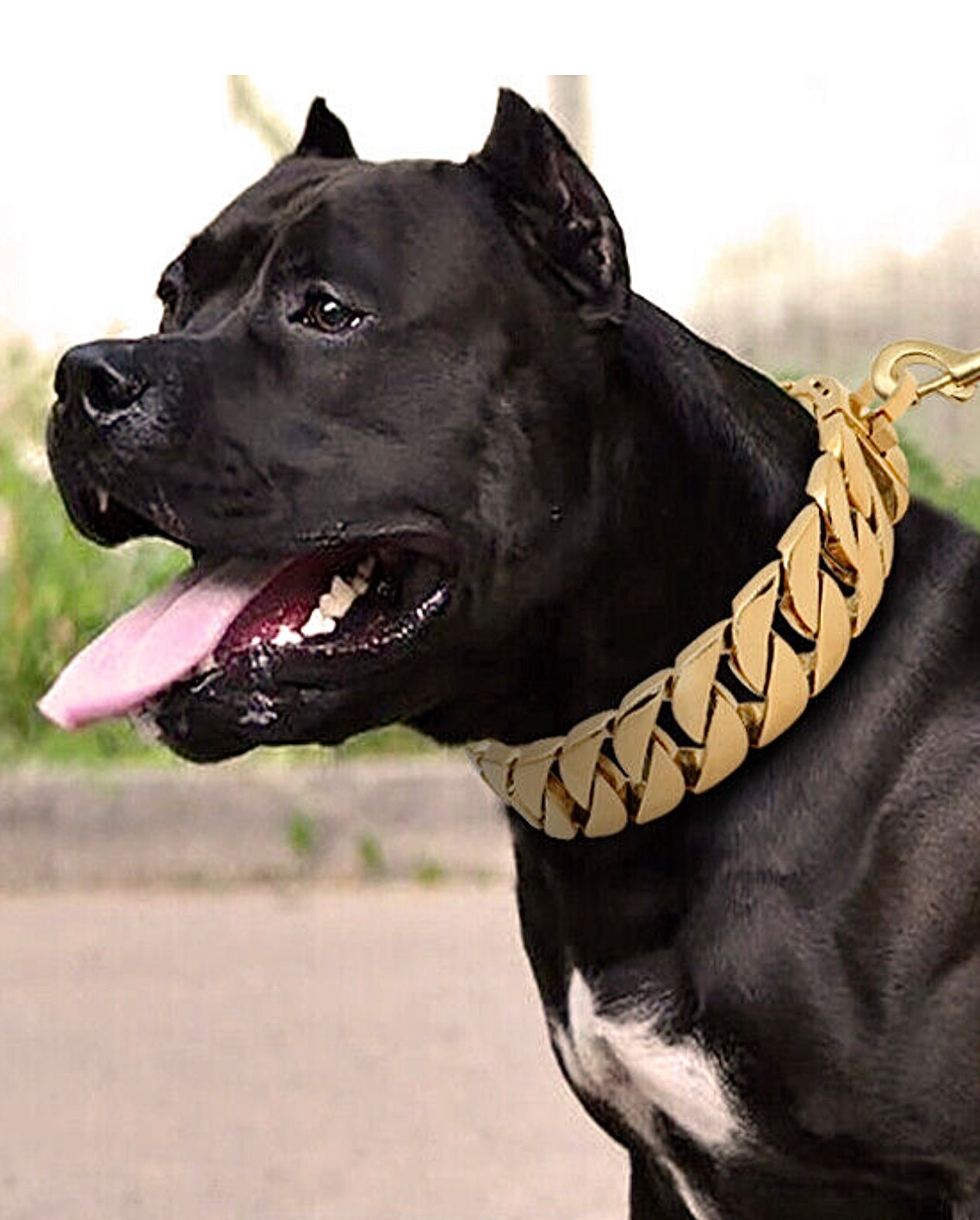 Luxury BEAST MODE Cuban Link Gold Dog Collar